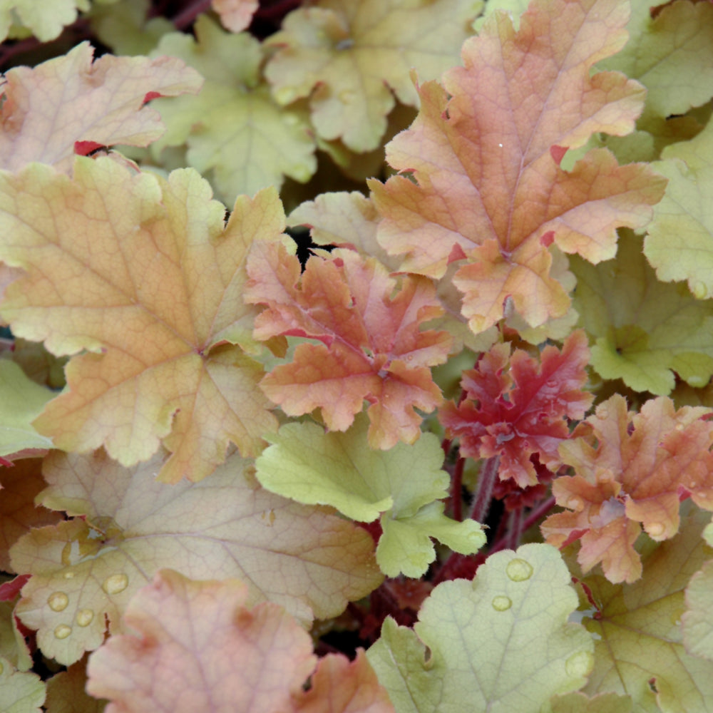 HEUCHERA MARMALADE