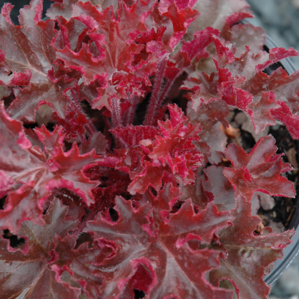 HEUCHERA MELTING FIRE