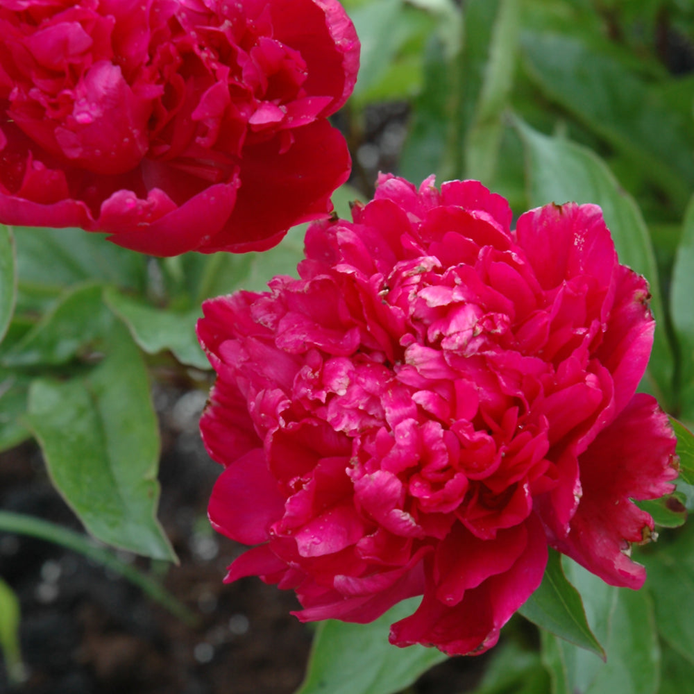 PAEONIA BIG BEN