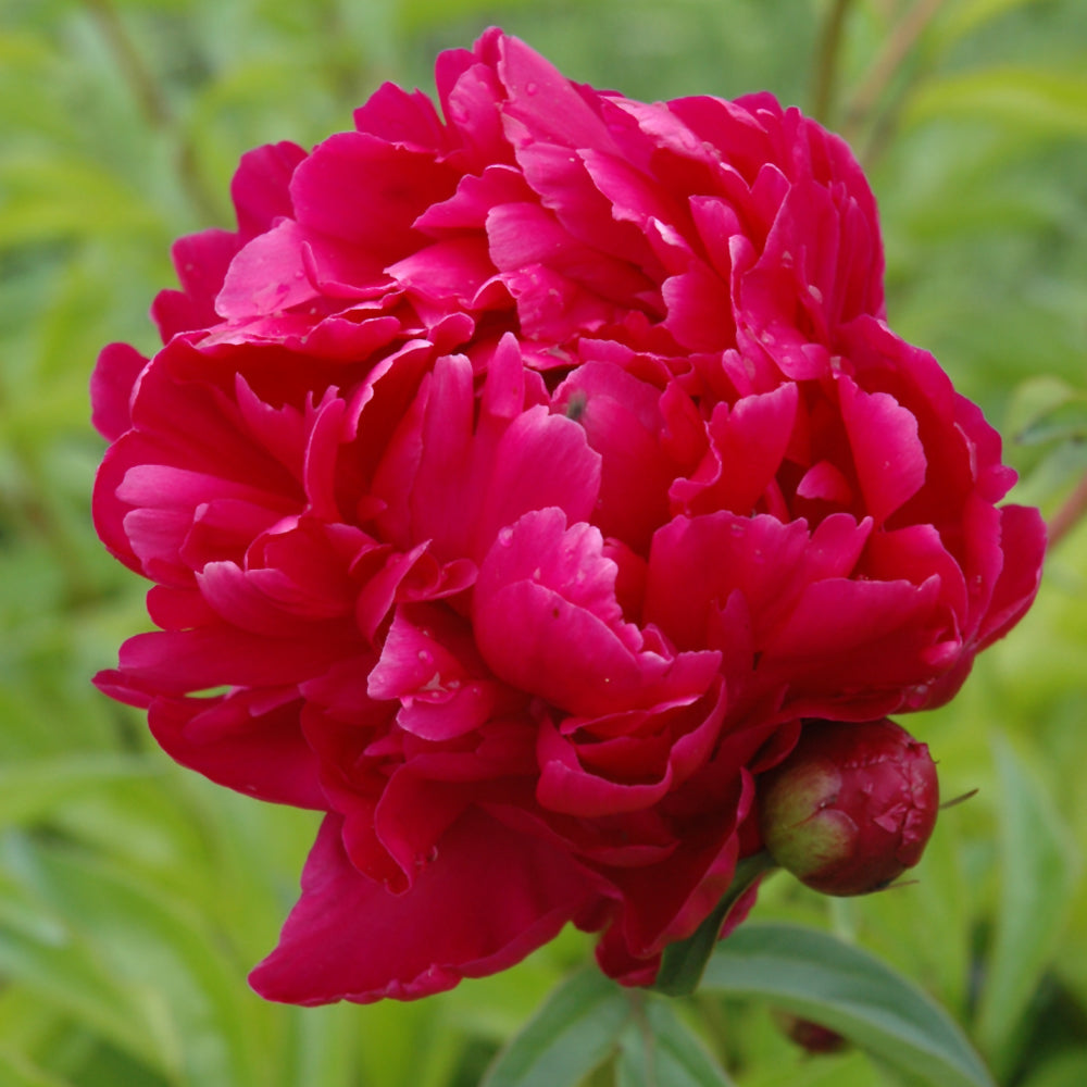 PAEONIA ADOLPHE ROUSSEAU
