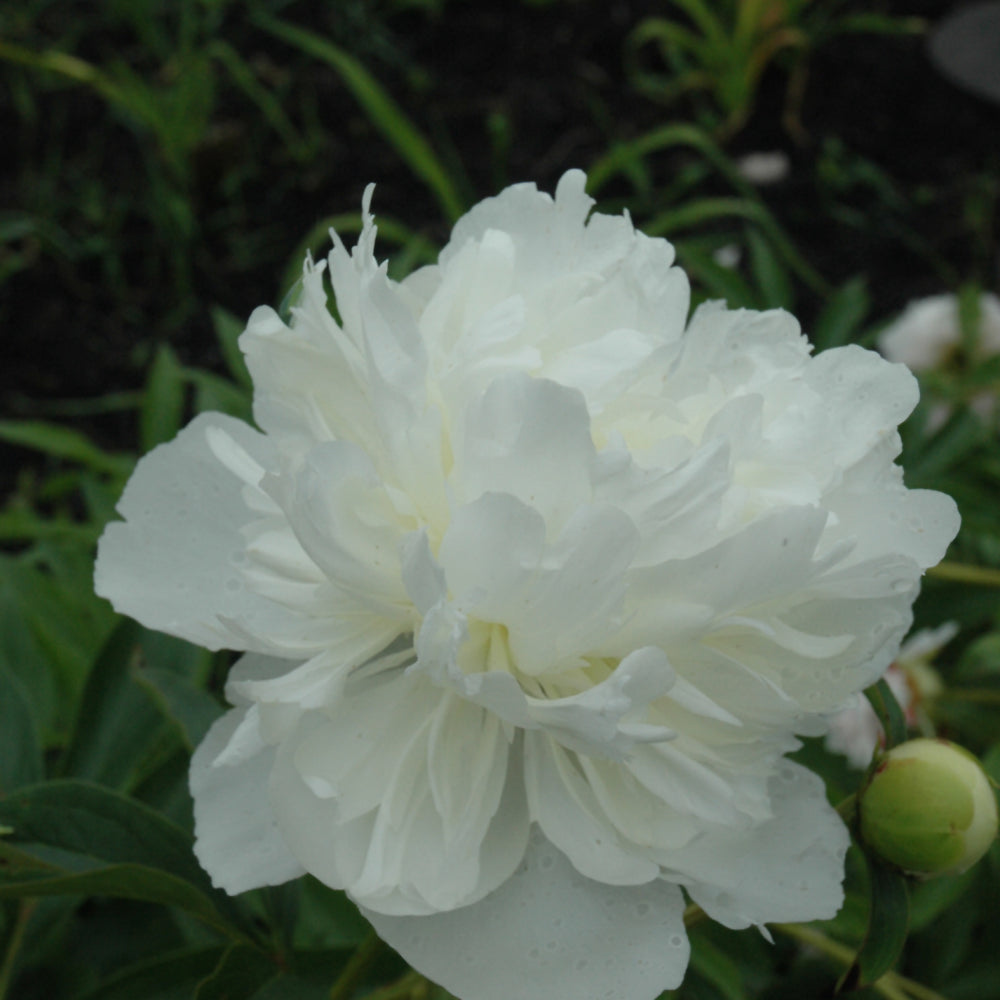 PAEONIA GARDENIA