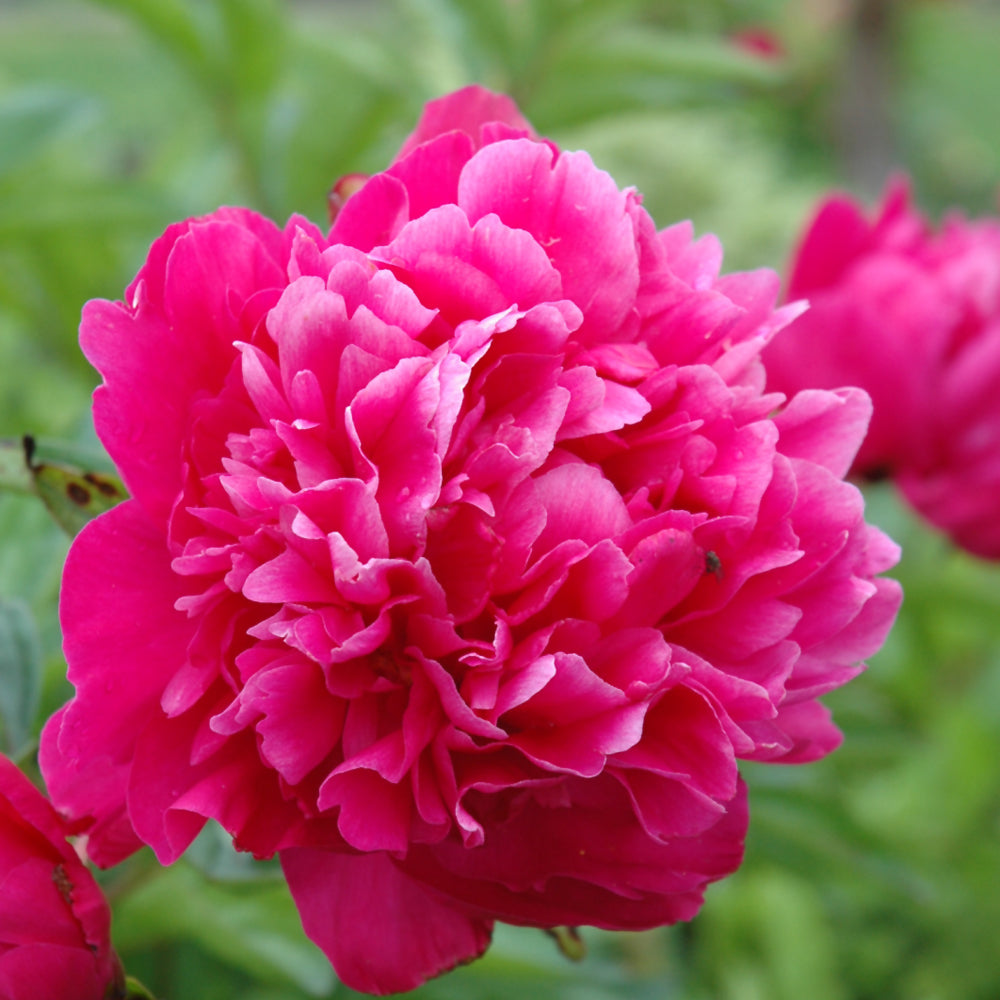 PAEONIA KANSAS