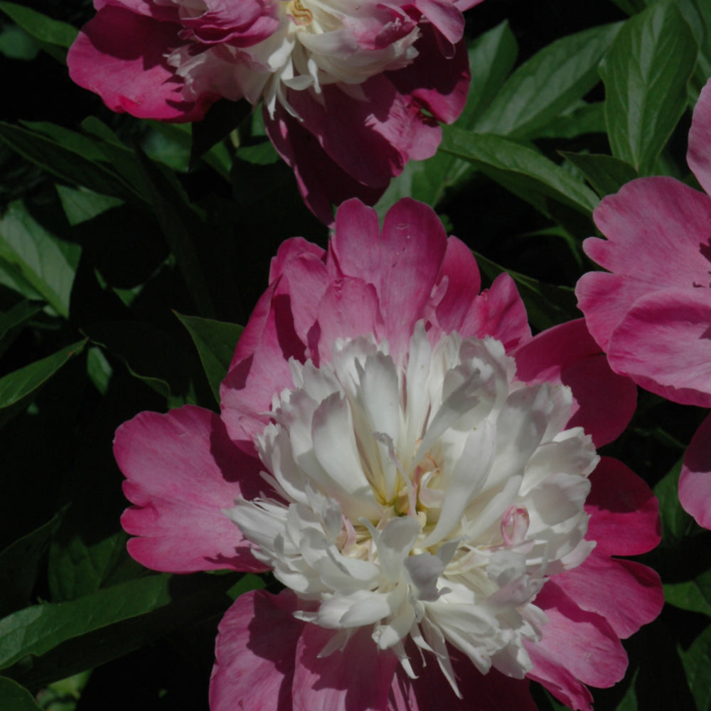 PAEONIA GAY PAREE
