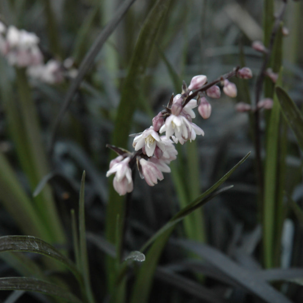 OPHIOPOGON PLANISCAPUS NIGRESCENS