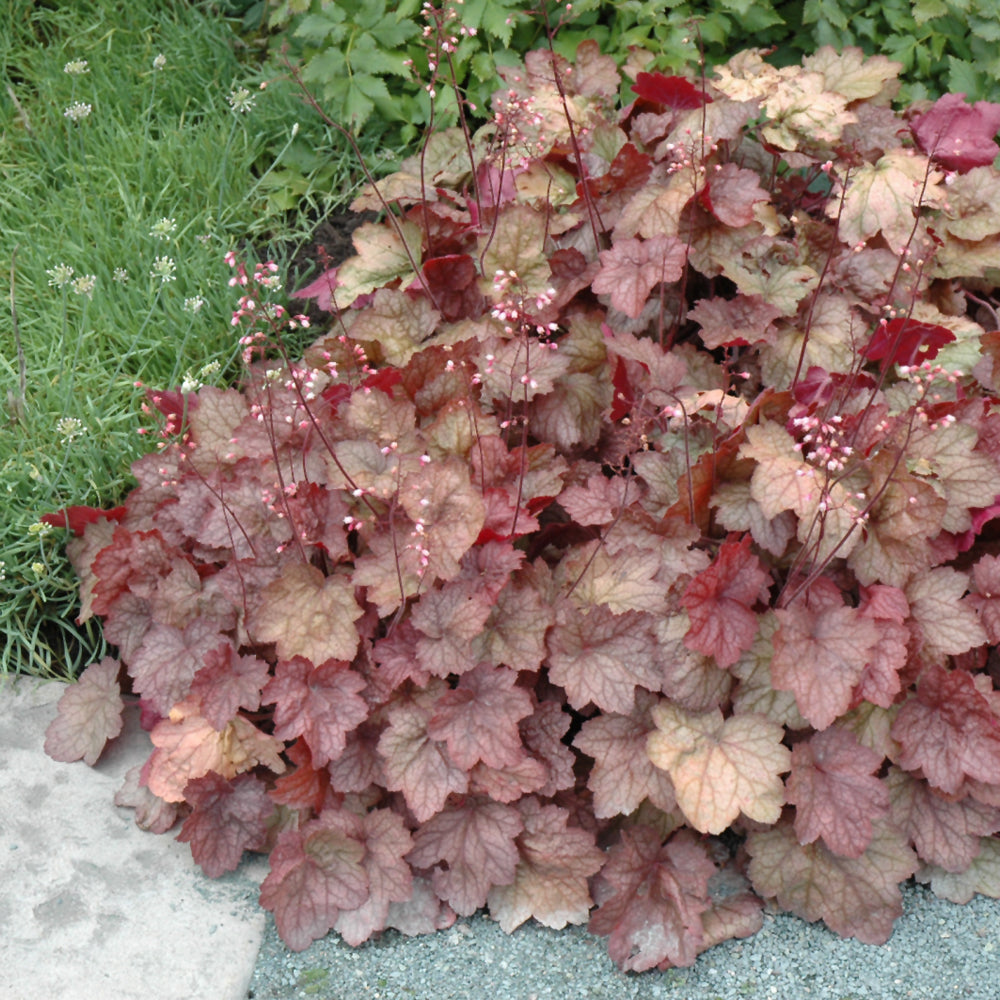 HEUCHERA GEORGIA PEACH