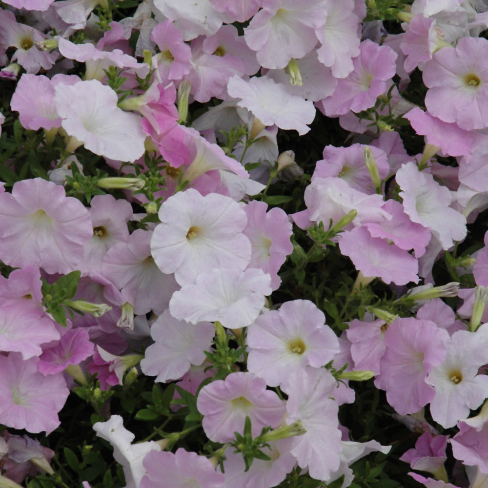 Petunia Wave