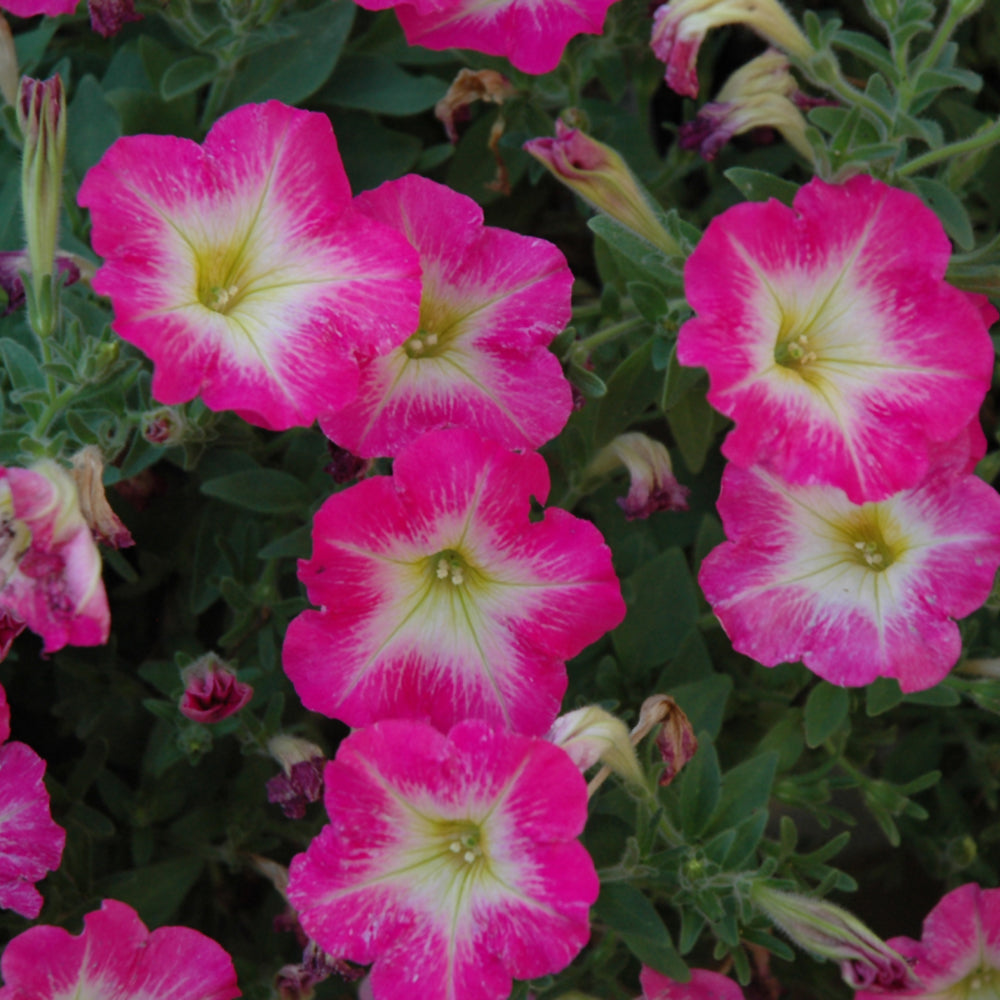 Petunia Multiflora