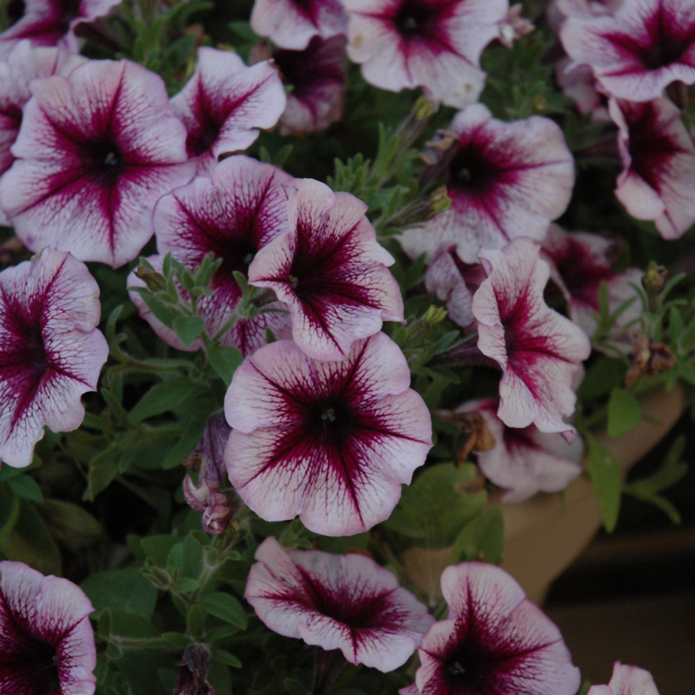 Petunia