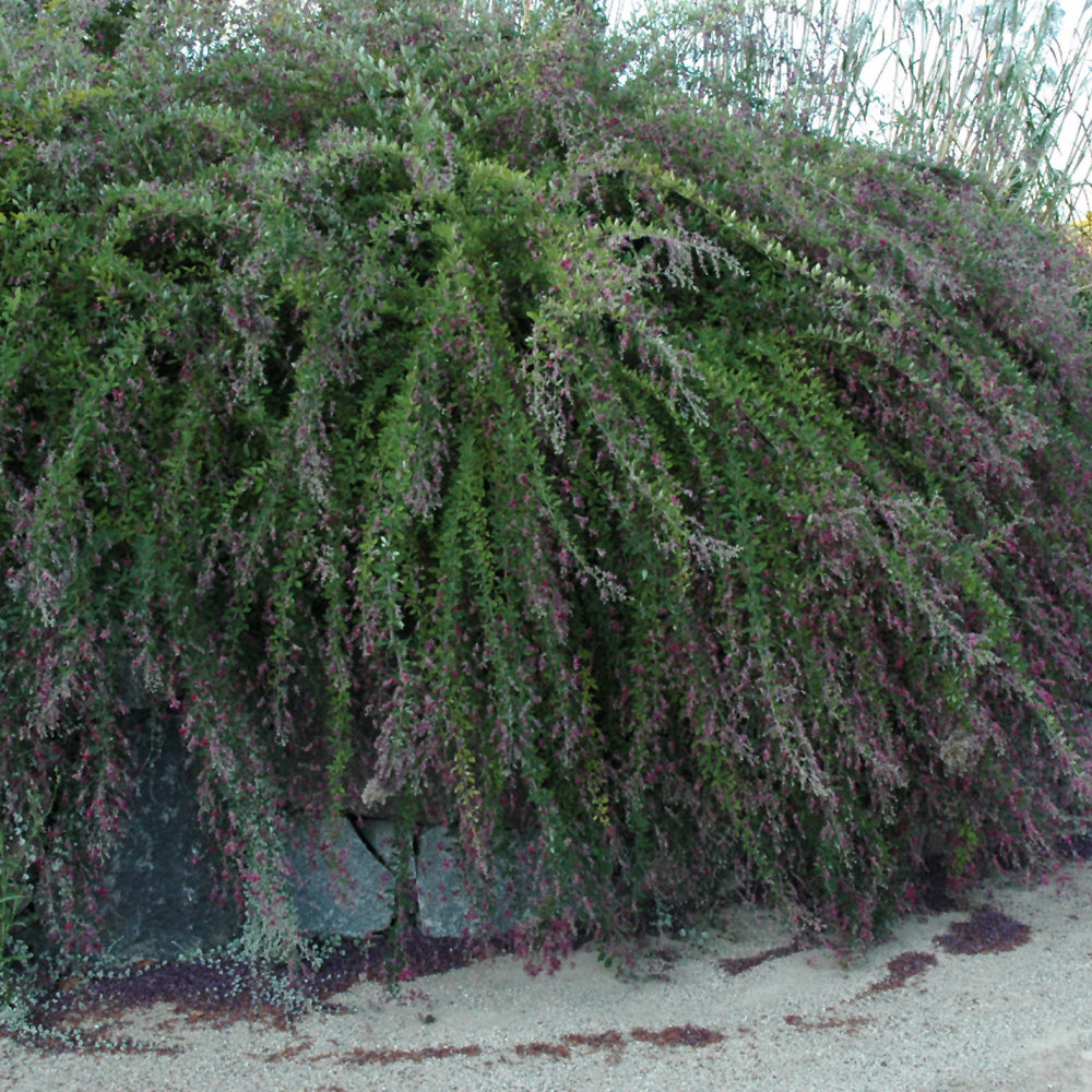 LESPEDEZA THUNBERGII GIBRALTAR