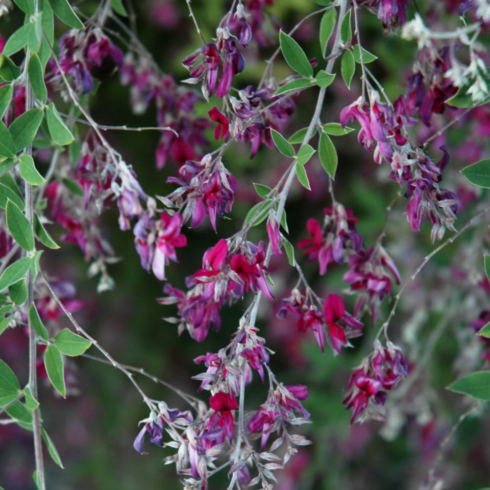 LESPEDEZA THUNBERGII GIBRALTAR