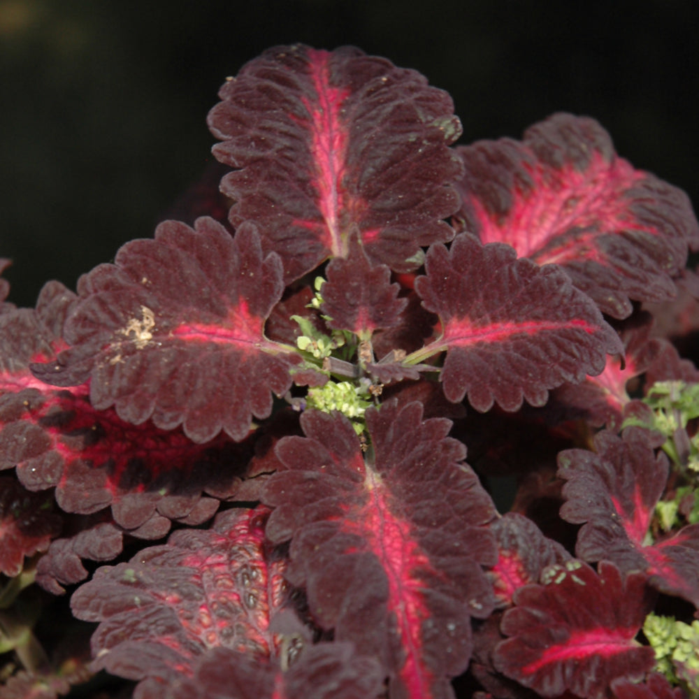 Coleus Black Dragon
