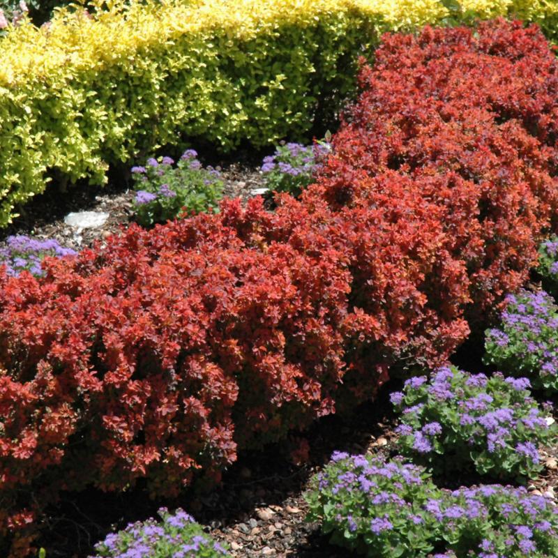 BARBERRY ROYAL BURGUNDY