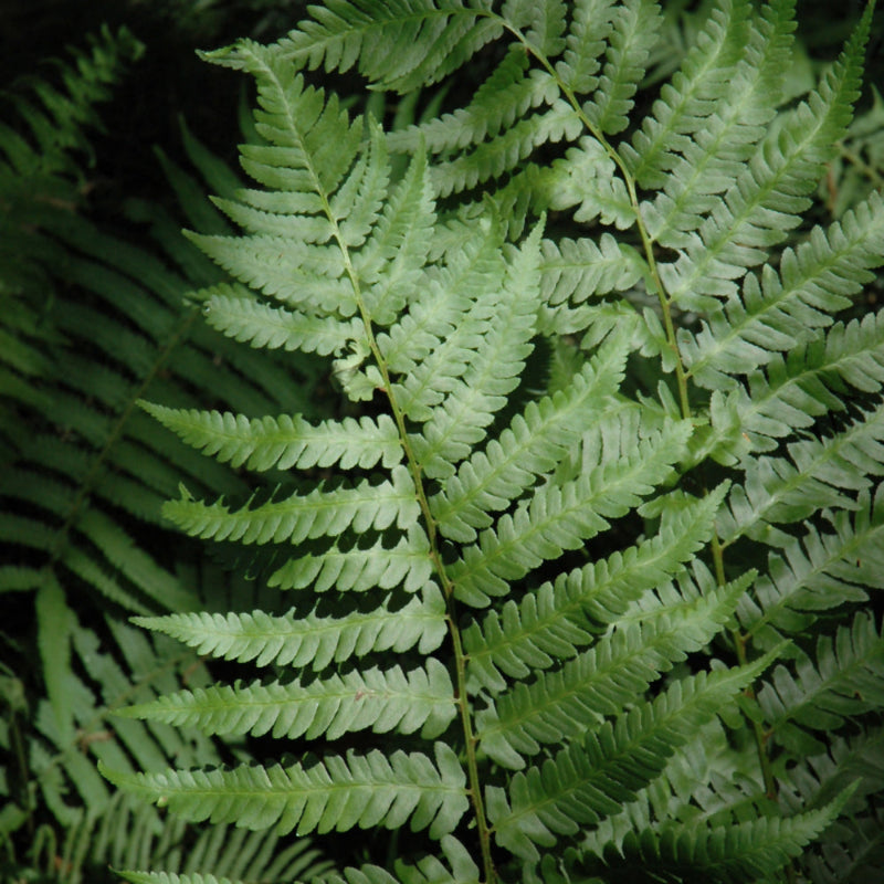 DRYOPTERIS AUSTRALIS