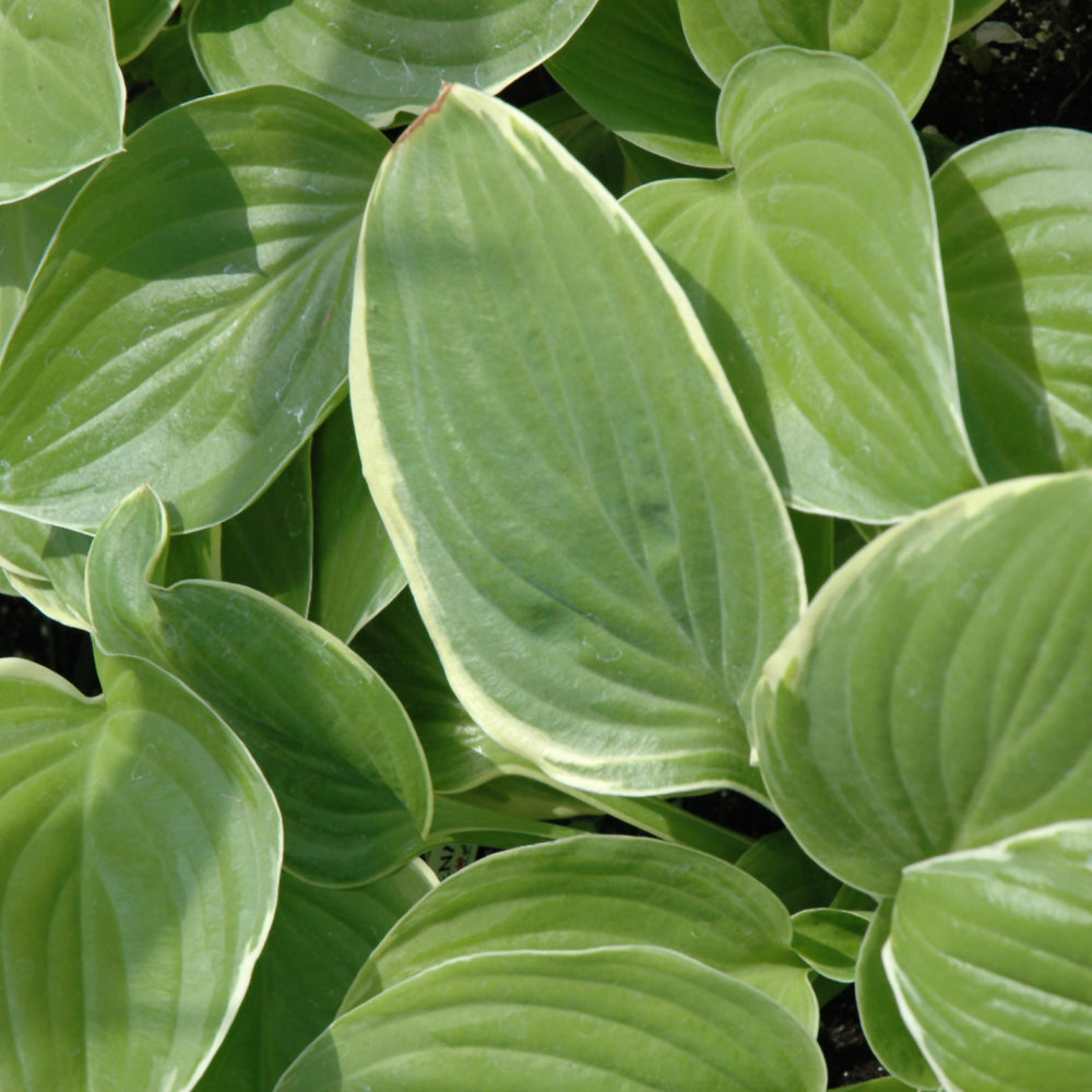 HOSTA FROZEN MARGARITA