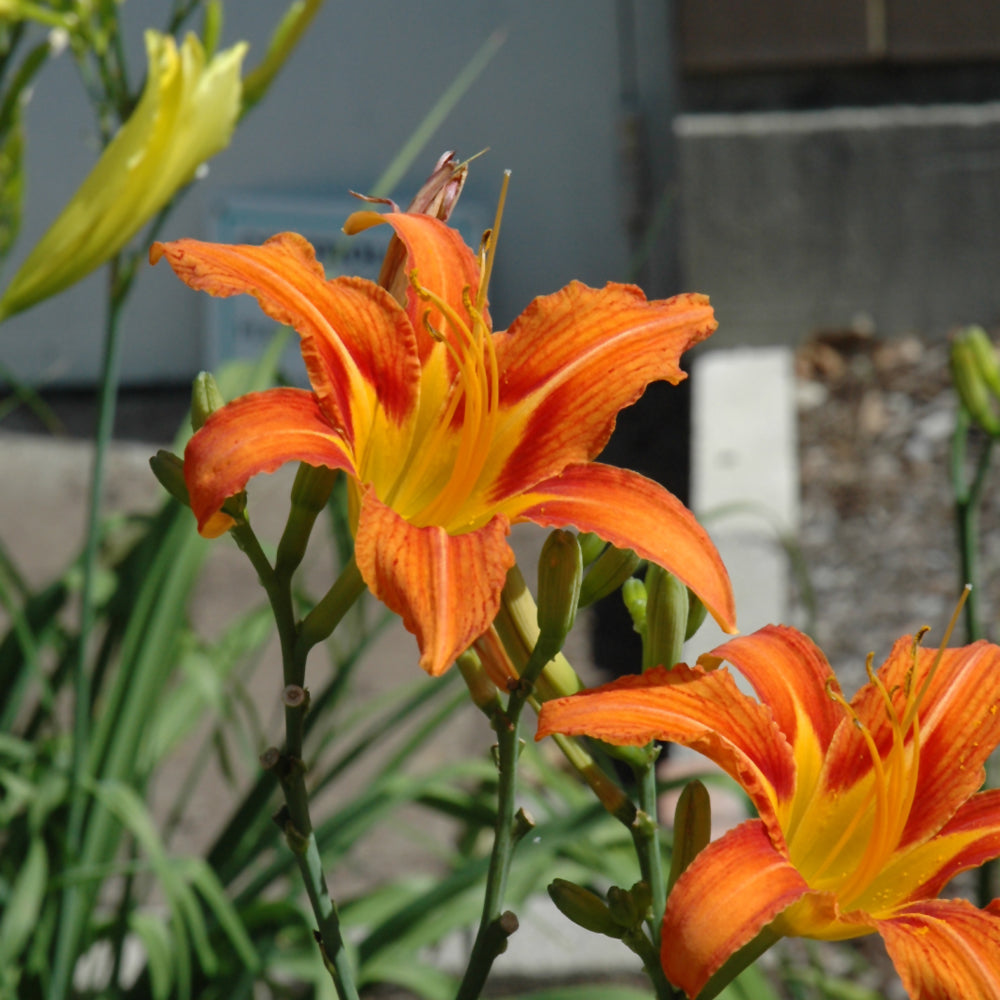 HEMEROCALLIS FULVA