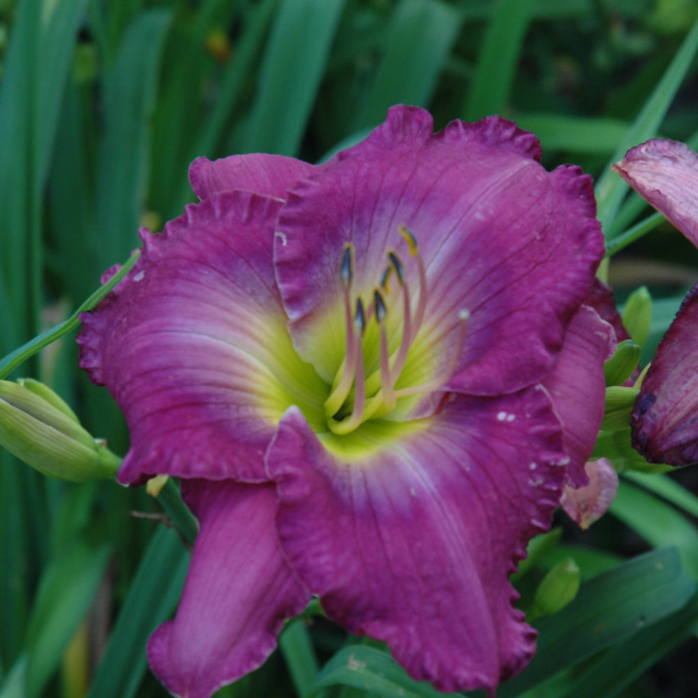 HEMEROCALLIS UNCHARTERED WATERS