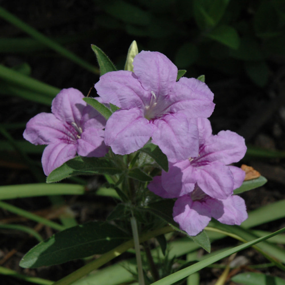 RUELLIA HUMILIS