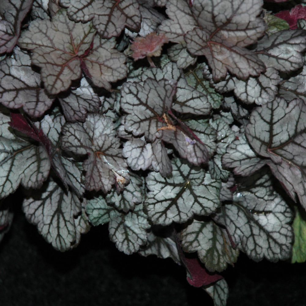 HEUCHERA GLITTER