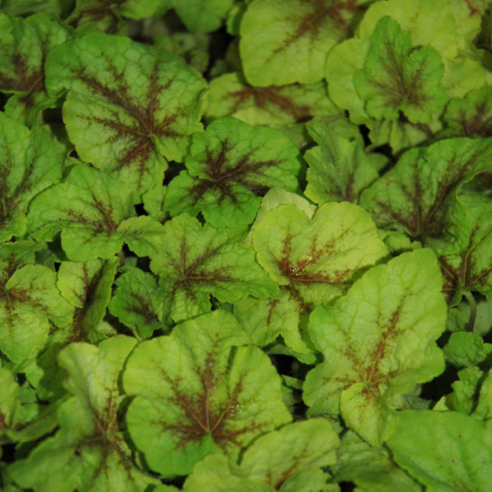 HEUCHERALLA FIRE FROST