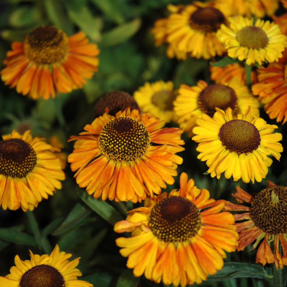 HELENIUM SHORT & SASSY