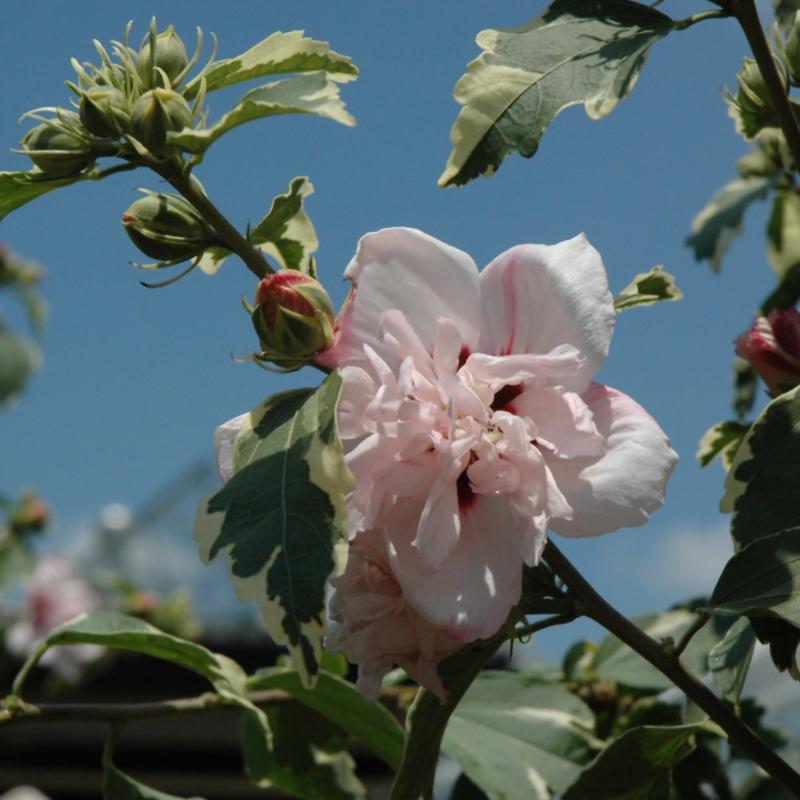 ROSE OF SHARON VARIEGATED