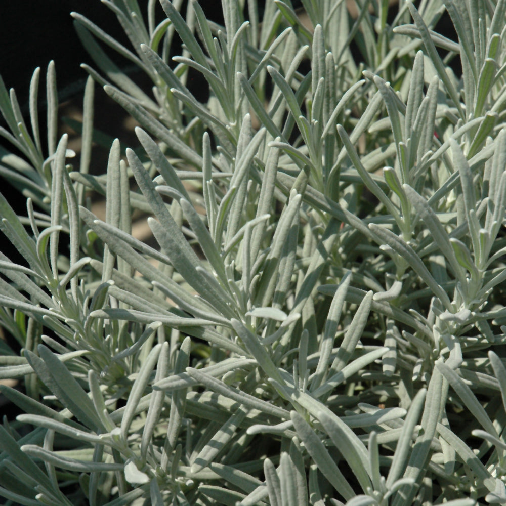 LAVANDULA PHENOMENAL