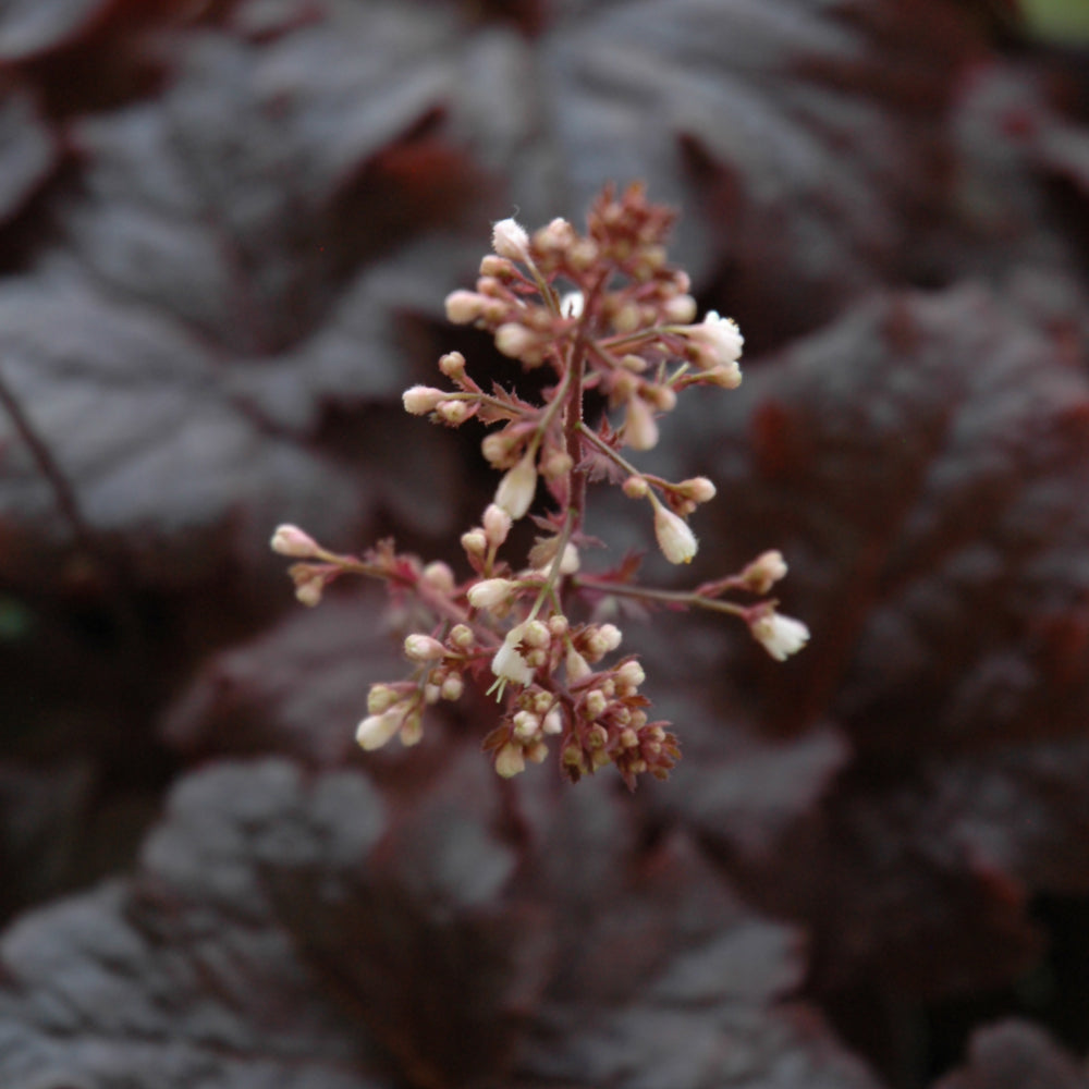 HEUCHERA CAJUN FIRE