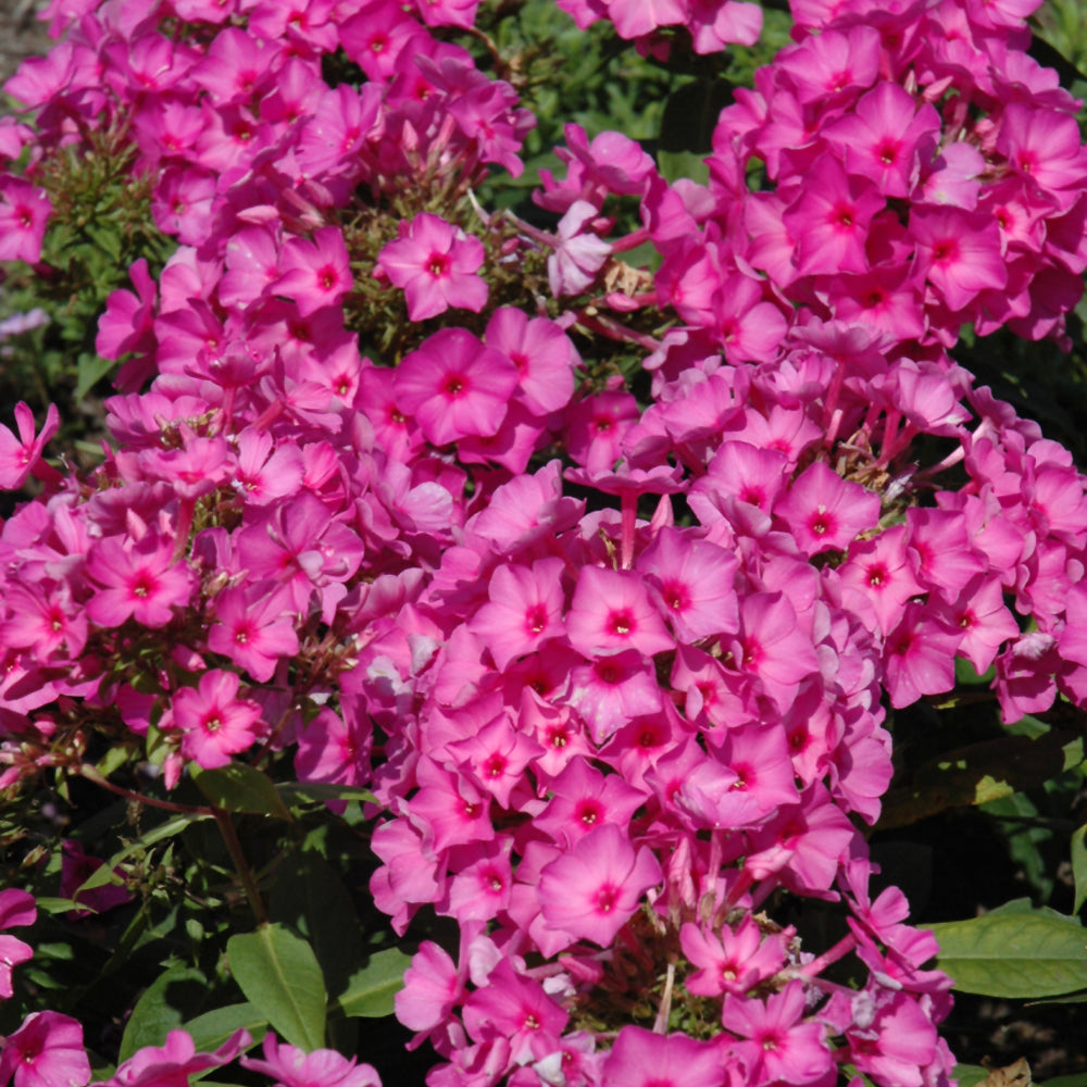 PHLOX PINK FLAME
