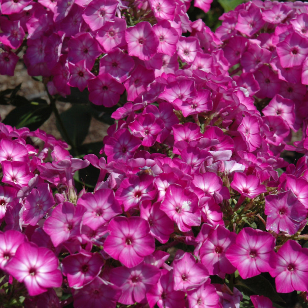 PHLOX EARLY START PURPLE