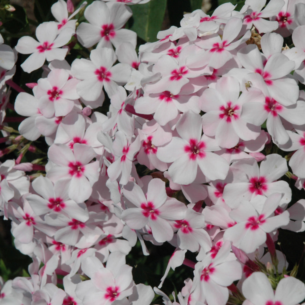 PHLOX FLAME WHITE EYE