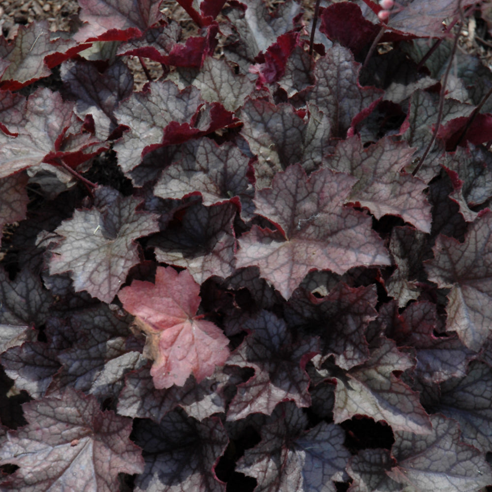 HEUCHERA PLUM CRAZY