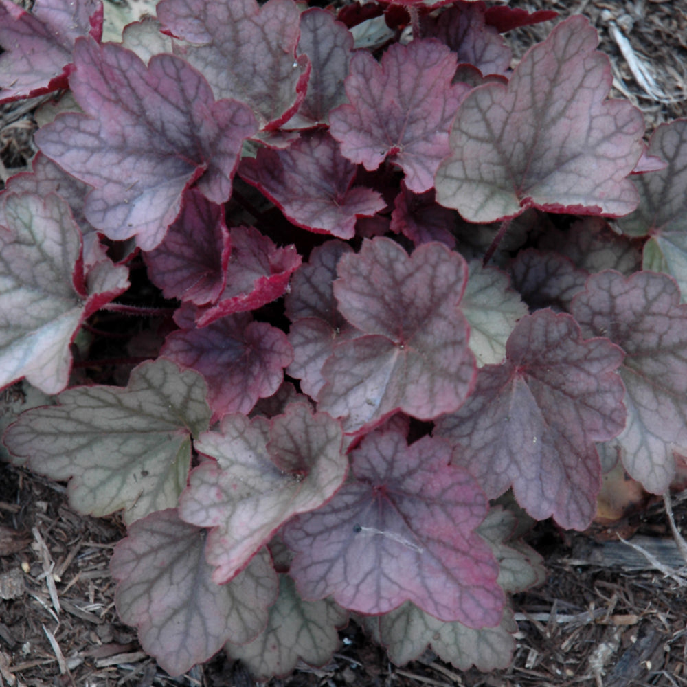 HEUCHERA CARNIVAL ROSE GRANITA