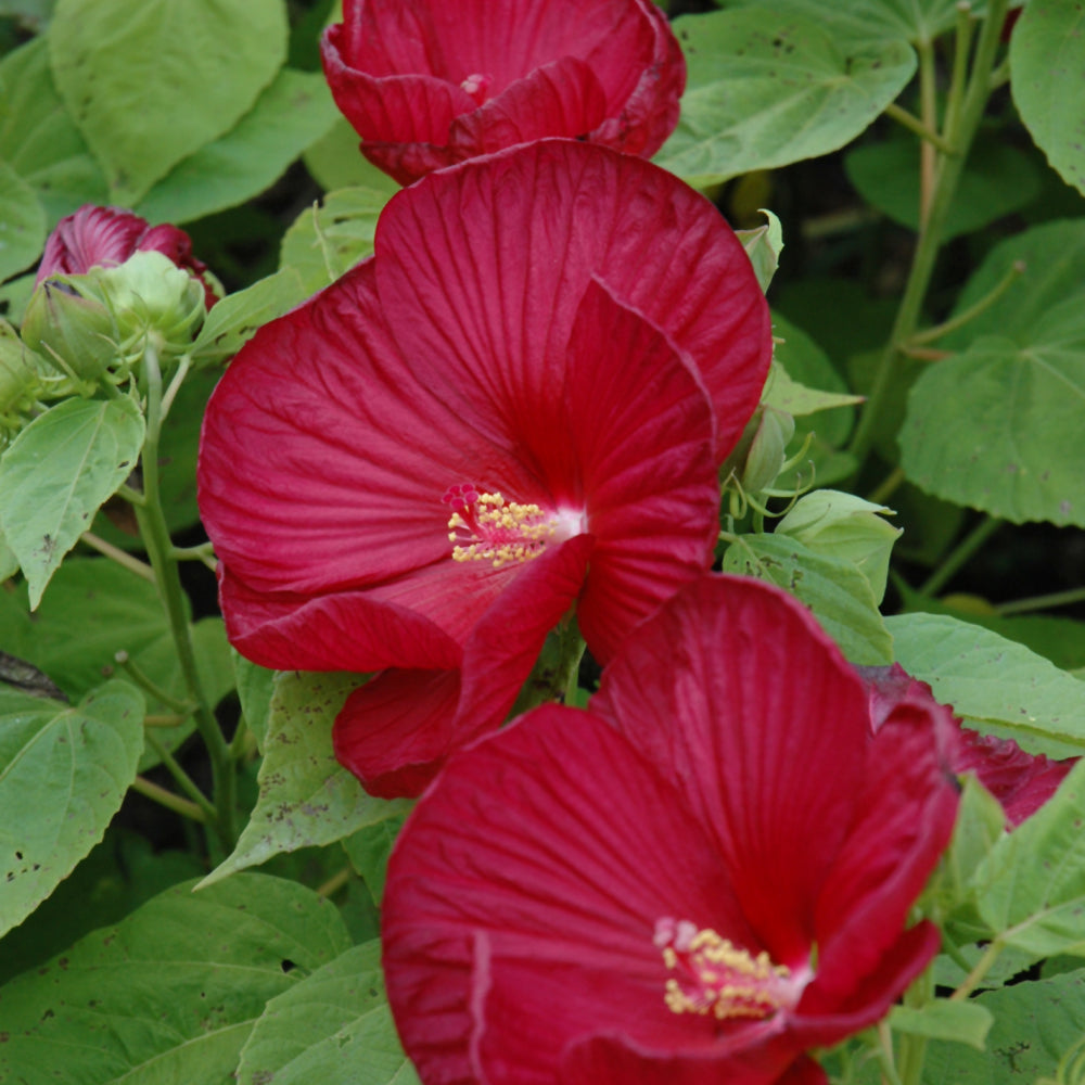 HIBISCUS LUNA RED