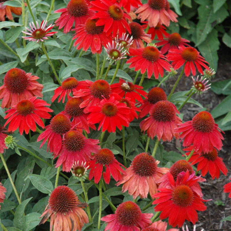 ECHINACEA SOMBRERO SALSA RED