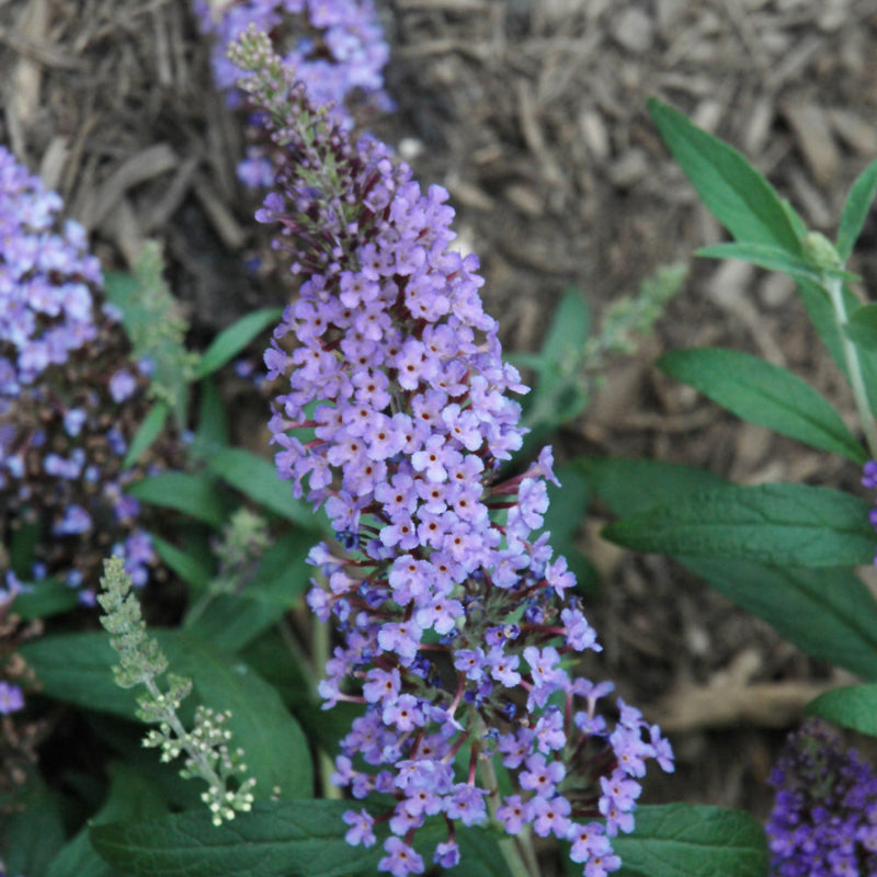 BUDDLEIA BUZZ SKY BLUE