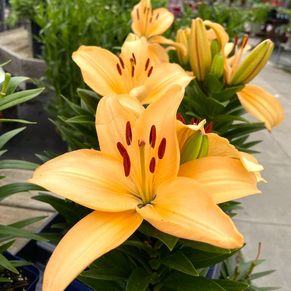 ASIATIC LILY TINY MOON