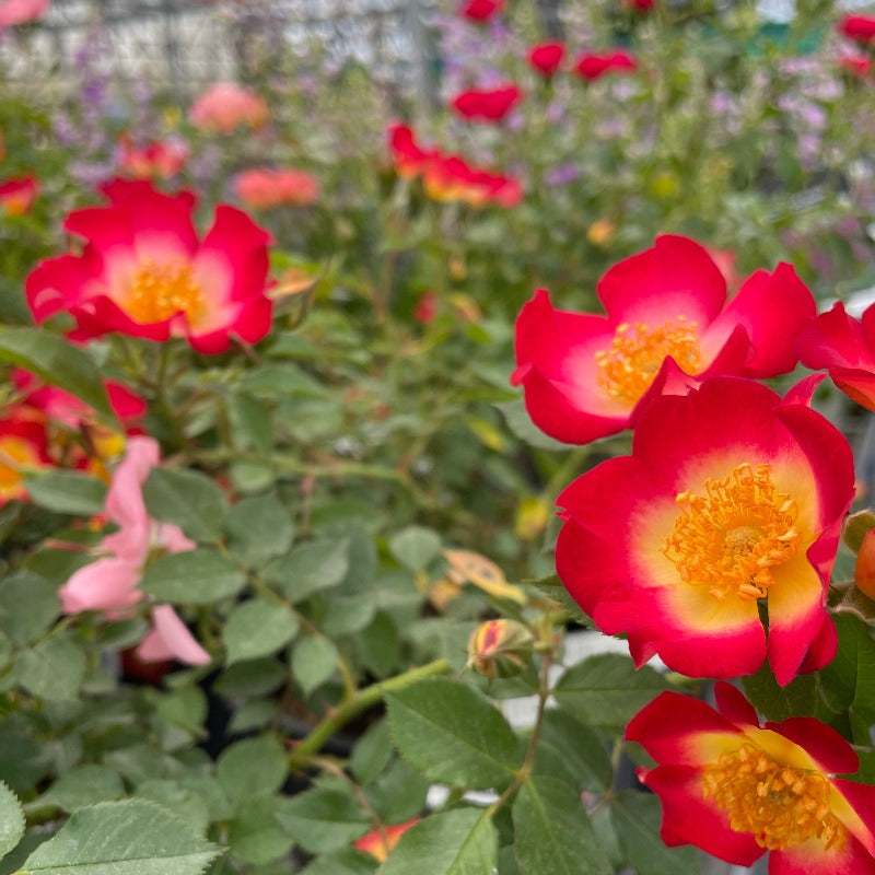ROSE GROUNDCOVER PLAYFUL HAPPY
