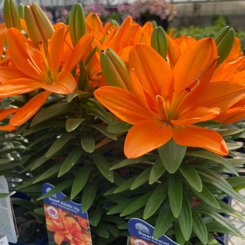 LILIUM TINY DOUBLE DUTCH