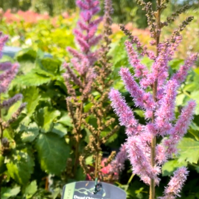 ASTILBE PUMILA