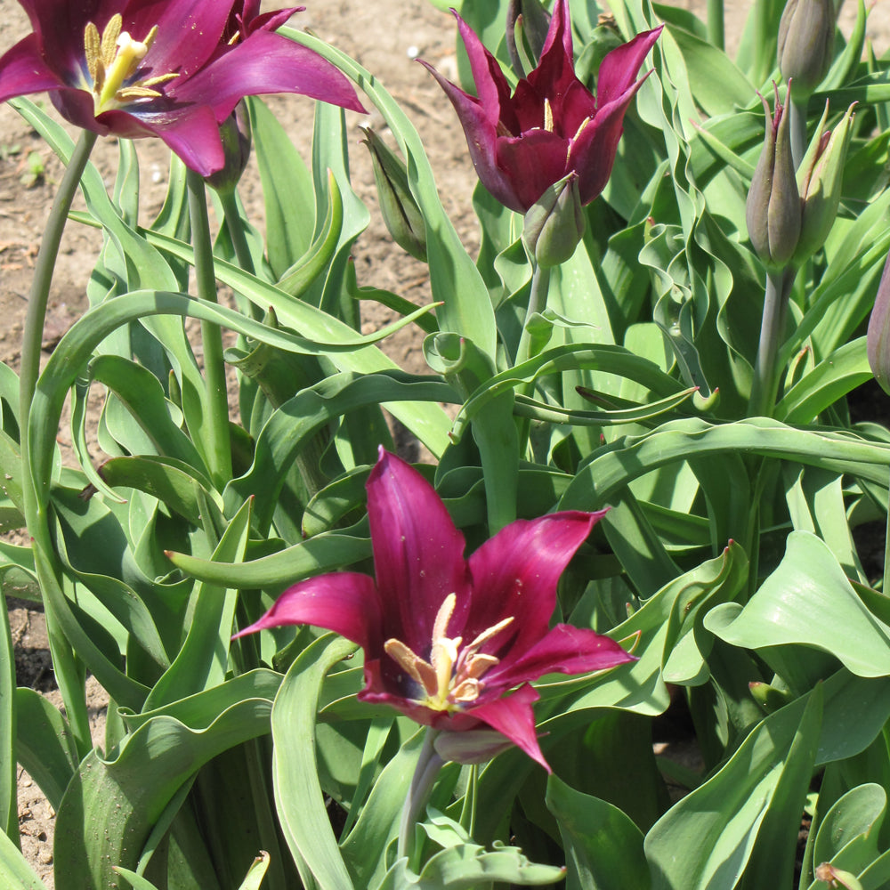 TULIP PURPLE DREAM LILY FLOWER
