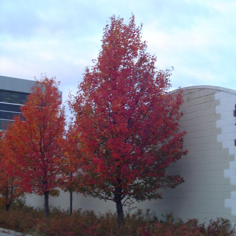 ORNAMENTAL PEAR CHANTICLEER