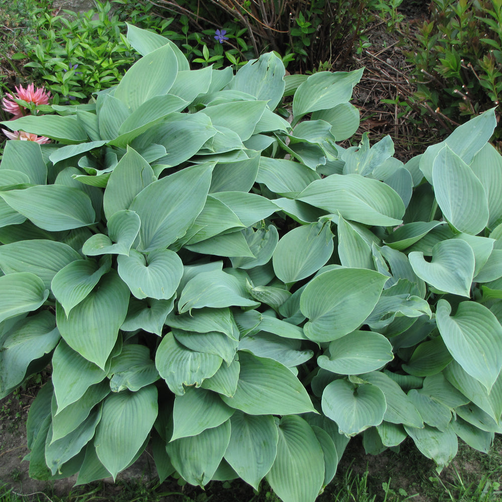 HOSTA HALCYON