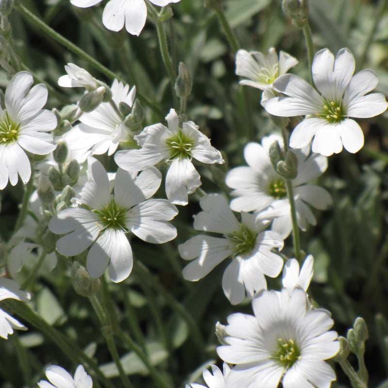 CERASTIUM TOMENTOSUM