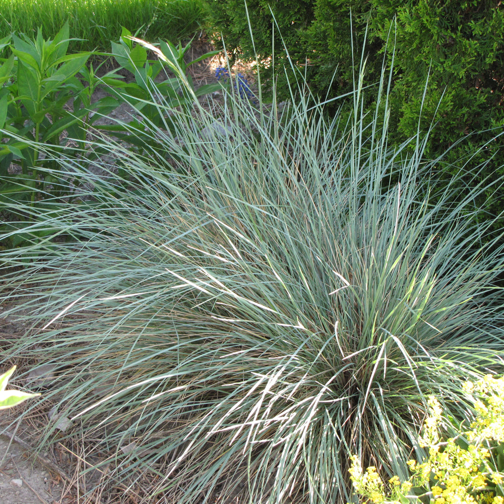 HELICTOTRICHON SAPPHIRE