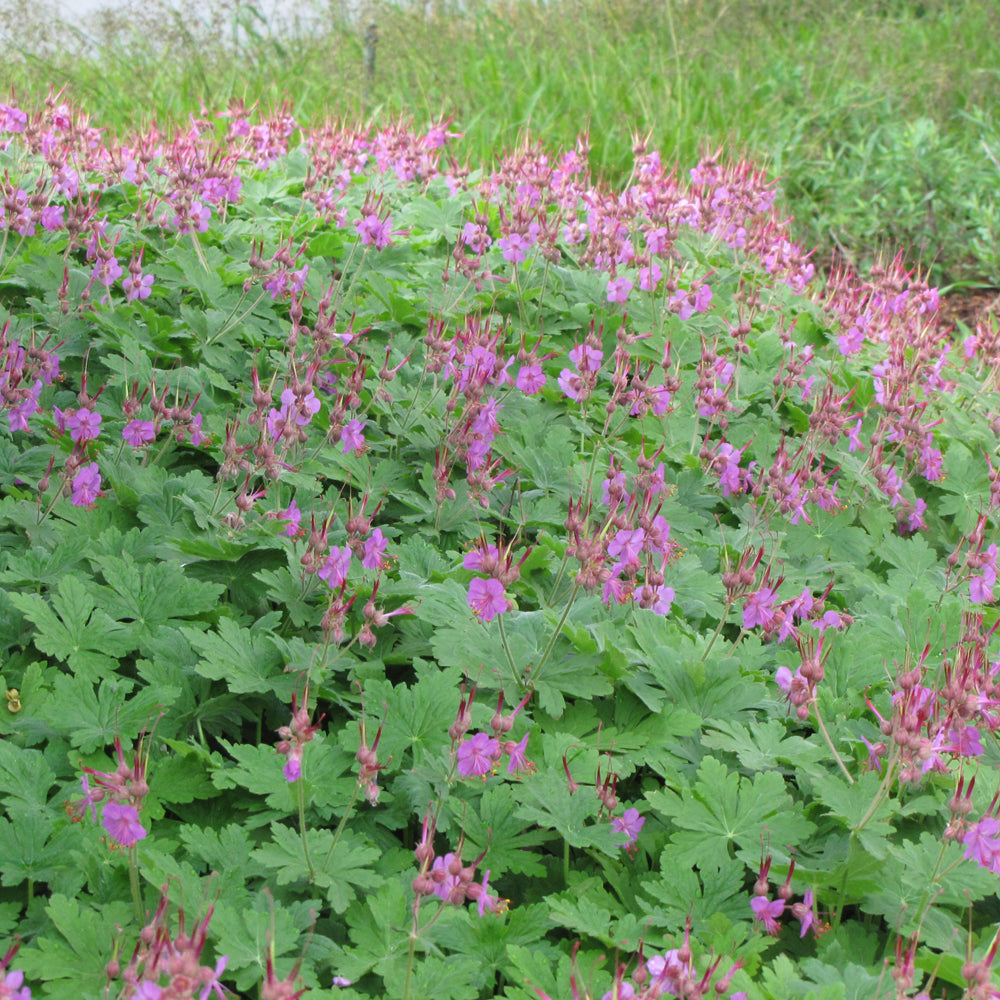 GERANIUM BEVANS VARIETY