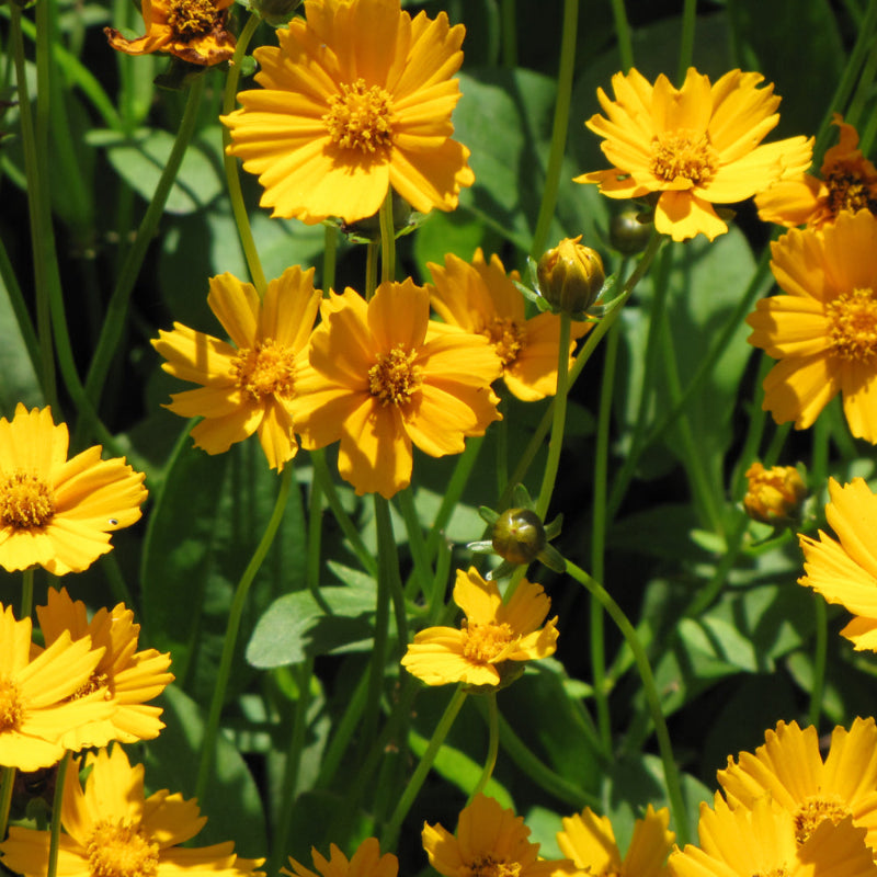 COREOPSIS AURICULATA NANA