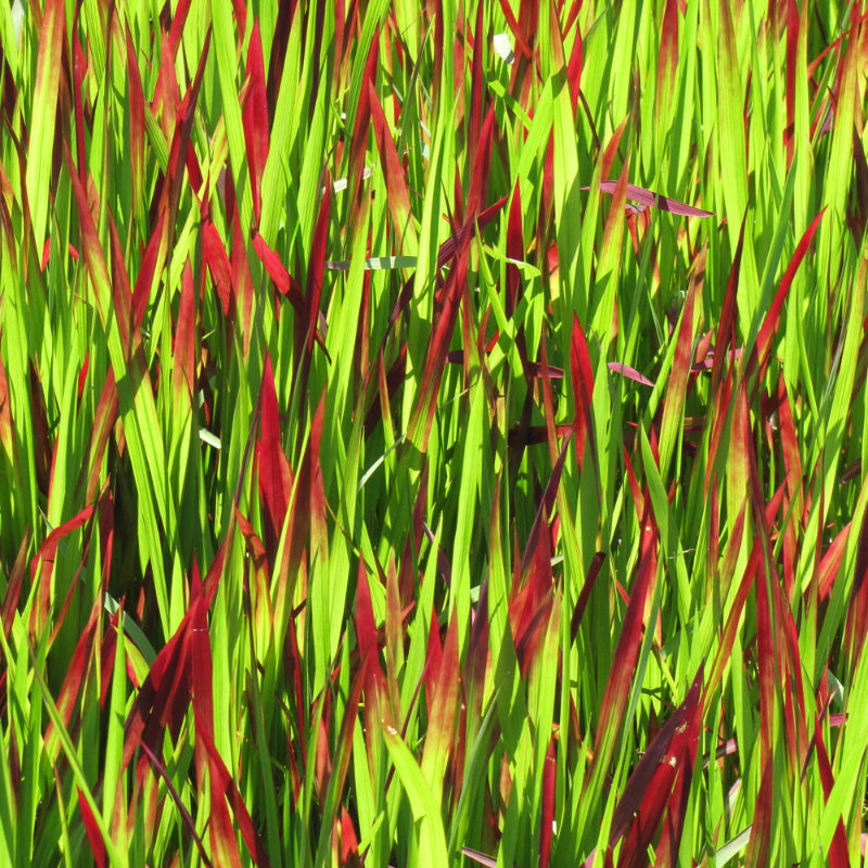 IMPERATA RED BARON