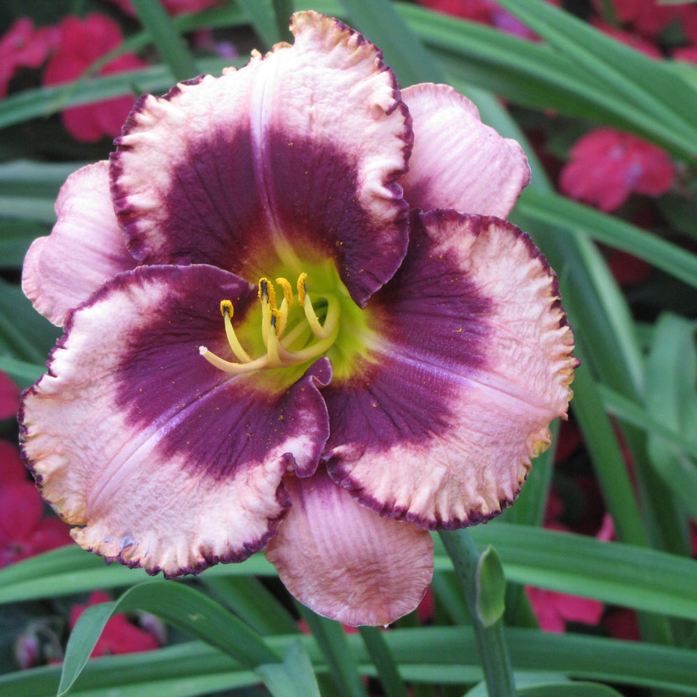 HEMEROCALLIS DARING DECEPTION
