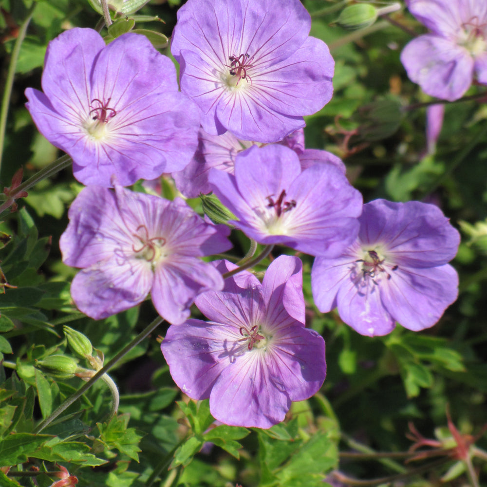 GERANIUM ROZANNE