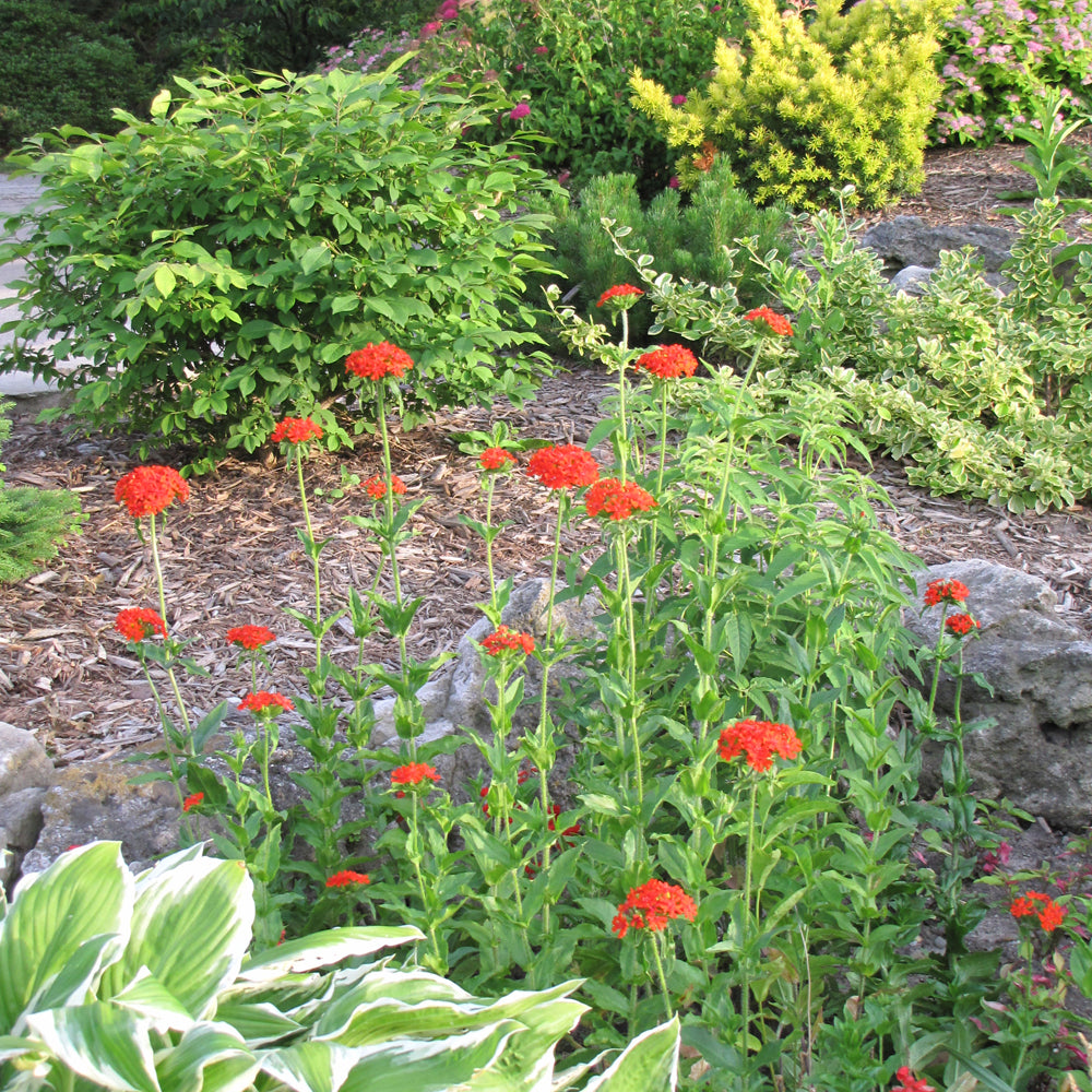 LYCHNIS CHALCEDONICA